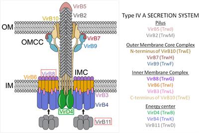 Type IV Coupling Proteins as Potential Targets to Control the Dissemination of Antibiotic Resistance